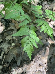 Botrypus virginianus