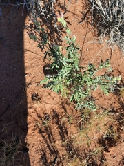 Sphaeralcea grossulariifolia