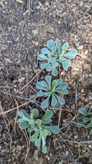 Antennaria parvifolia