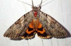 Catocala subnata