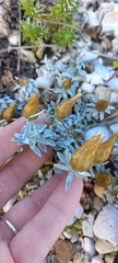 Gnaphalieae