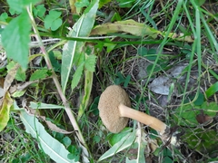 Chalciporus piperatus