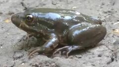 Pelophylax ridibundus