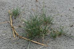 Puccinellia intermedia