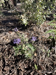 Verbenaceae