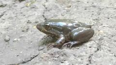 Pelophylax ridibundus