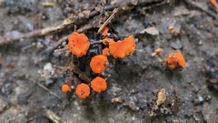 Cantharellus cinnabarinus