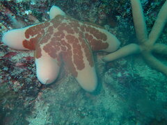 Choriaster granulatus