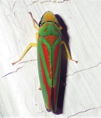 Graphocephala