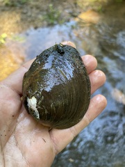 Fusconaia subrotunda