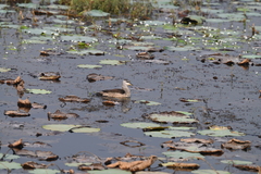 Nettapus coromandelianus