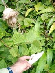 Cirsium heterophyllum