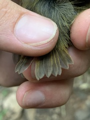 Platyrinchus coronatus
