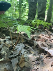 Botrypus virginianus