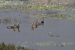 Dendrocygna javanica