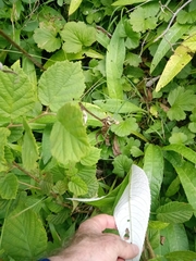 Cirsium heterophyllum