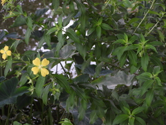 Ludwigia octovalvis