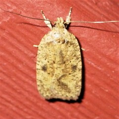 Agonopterix thelmae