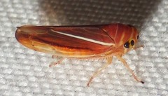 Idiodonus kennicotti