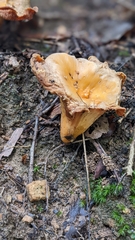 Cantharellus lateritius