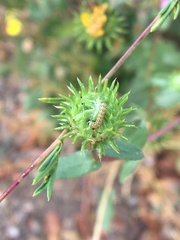 Heliothis