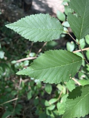 Ulmus pumila