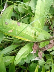 Cirsium heterophyllum