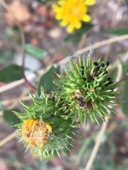 Heliothis