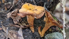 Cantharellus lateritius