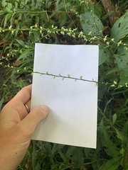 Persicaria virginiana