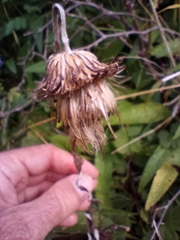 Cirsium heterophyllum