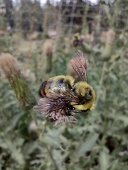 Bombus rufocinctus
