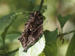 Protogoniomorpha temora