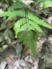 Botrypus virginianus