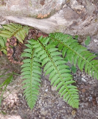 Polystichum aculeatum