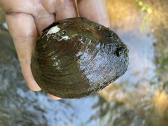 Fusconaia subrotunda