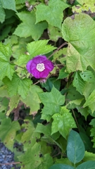 Rubus odoratus