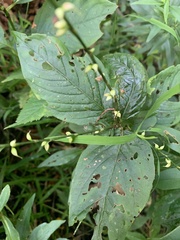 Persicaria virginiana