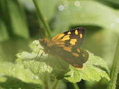 Metisella metis