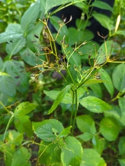 Cryptotaenia canadensis