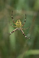 Argiope bruennichi
