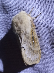 Bombycopsis tephrobaphes