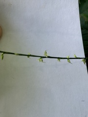 Persicaria virginiana