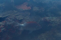 Sargocentron caudimaculatum