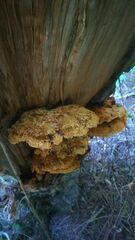 Cerioporus squamosus