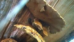 Cerioporus squamosus