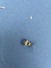 Calopteron terminale