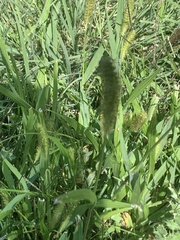 Setaria