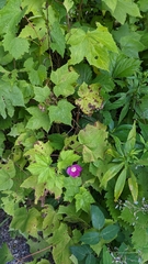 Rubus odoratus