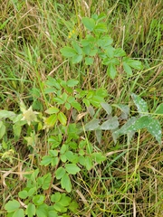 Thalictrum dasycarpum